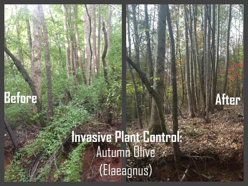 Reliable yard cleanup service for residential properties across Asheville, NC - Native Roots NC