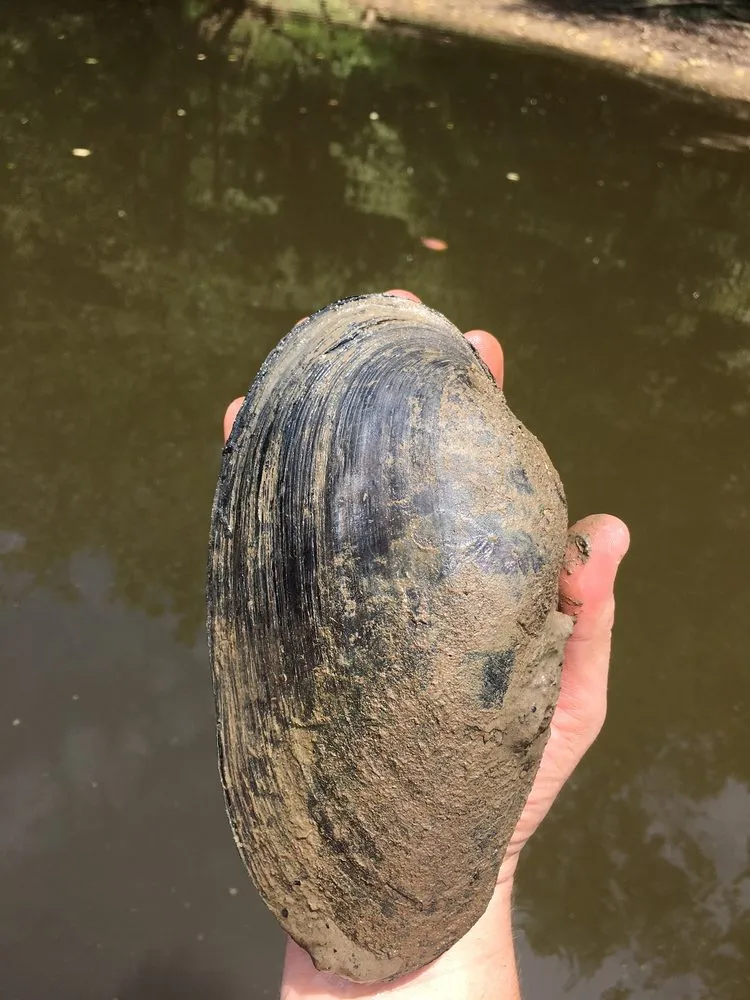 Custom landscape design for year-round maintenance across Asheville, NC - Native Roots NC