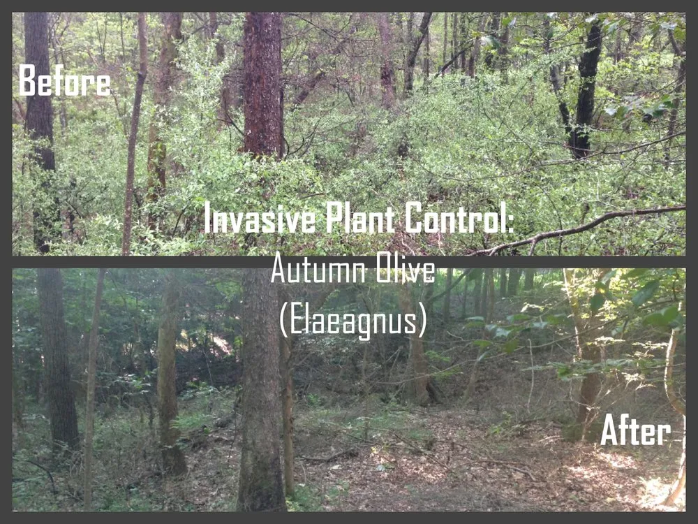 Custom landscape design for beautiful yards in Asheville, NC by Native Roots NC