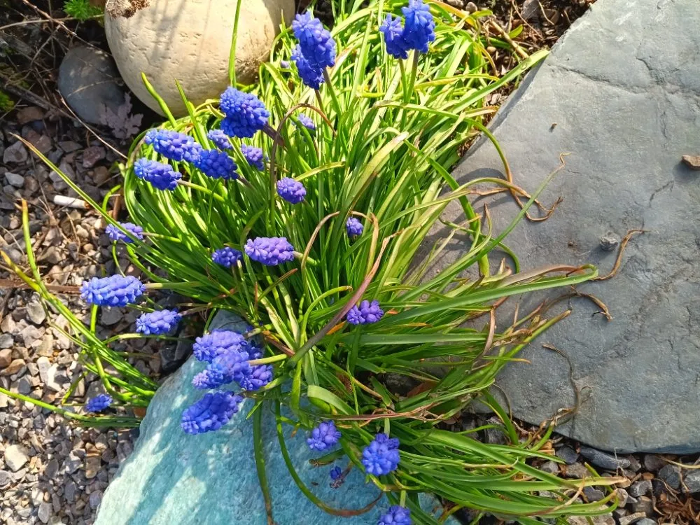Local yard cleanup service experts serving Breckenridge, CO - Native Seed Landscaping