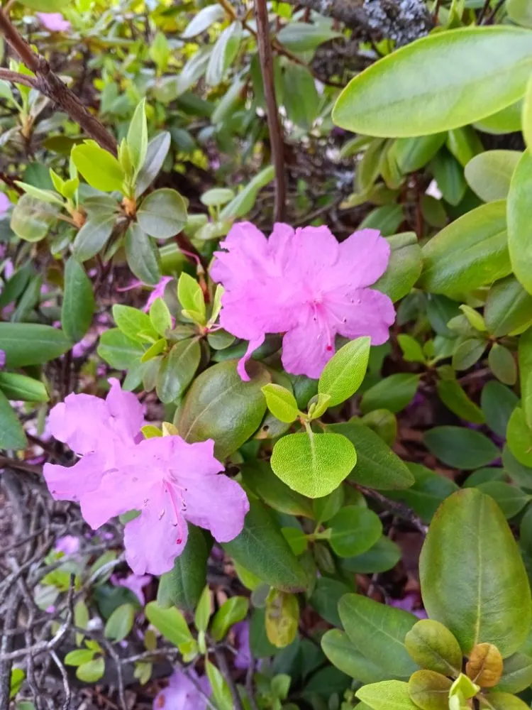 Reliable yard cleanup service with custom design across Breckenridge, CO - Native Seed Landscaping