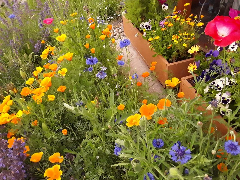 Custom outdoor landscaping in Breckenridge, CO - Native Seed Landscaping