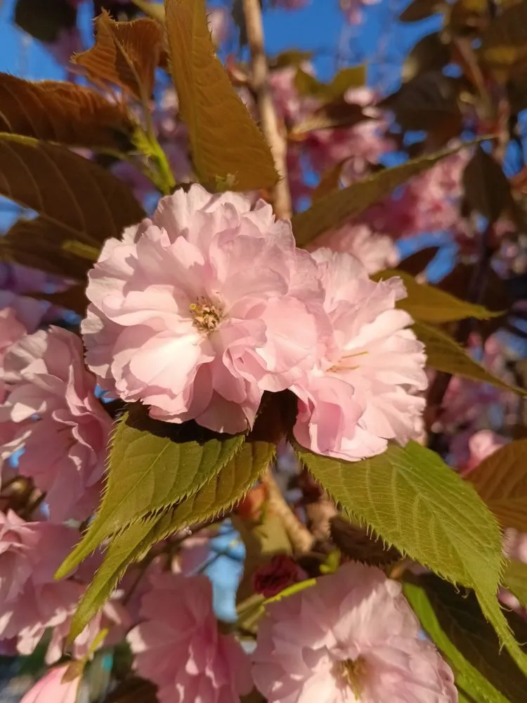 Top-rated yard cleanup service in Breckenridge, CO by Native Seed Landscaping