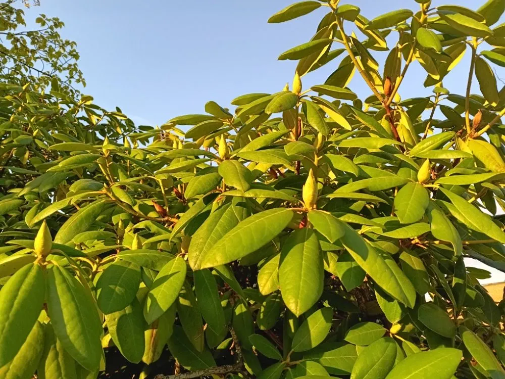 Professional lawn care service for homes in Breckenridge, CO by Native Seed Landscaping