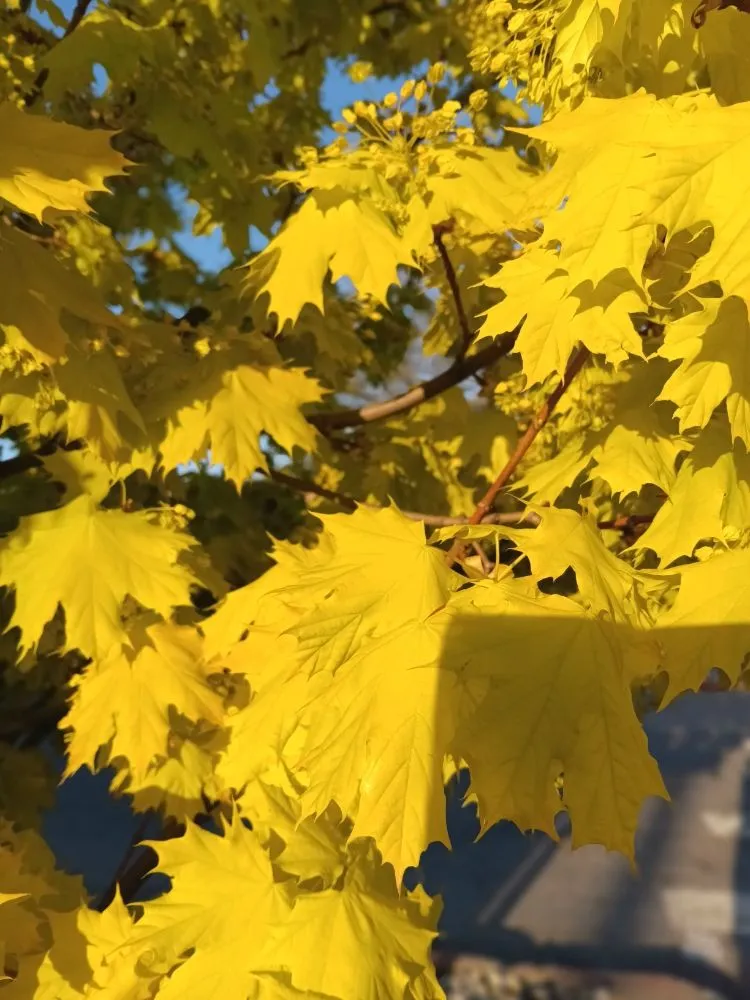 Trusted landscape design in Breckenridge, CO - Native Seed Landscaping