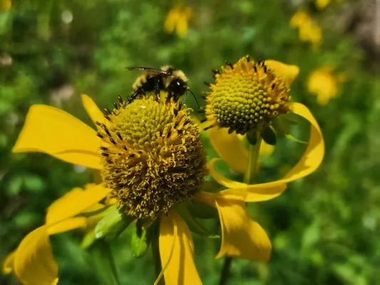 Native Seed Landscaping