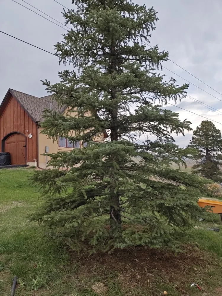 Affordable landscaping services with custom design across Longmont, CO - Native Spaces Landscaping