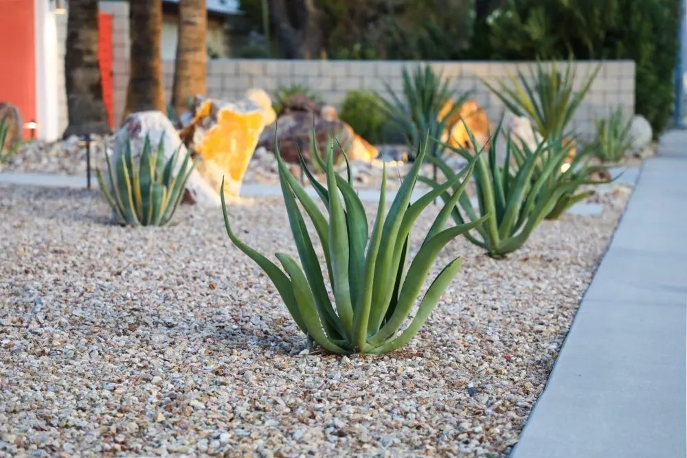 Trusted outdoor landscaping for year-round maintenance across oceanside, CA - Native Sustainable Landscapes