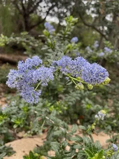 Expert residential landscaping in Beverly Hills, CA - Native Sustainable Landscaping