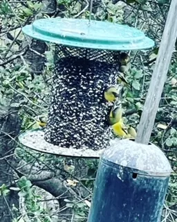 Expert yard maintenance for homes in Beverly Hills, CA by Native Sustainable Landscaping