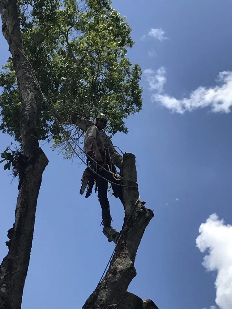 Professional outdoor landscaping in Sarasota, FL by Native Tree Service