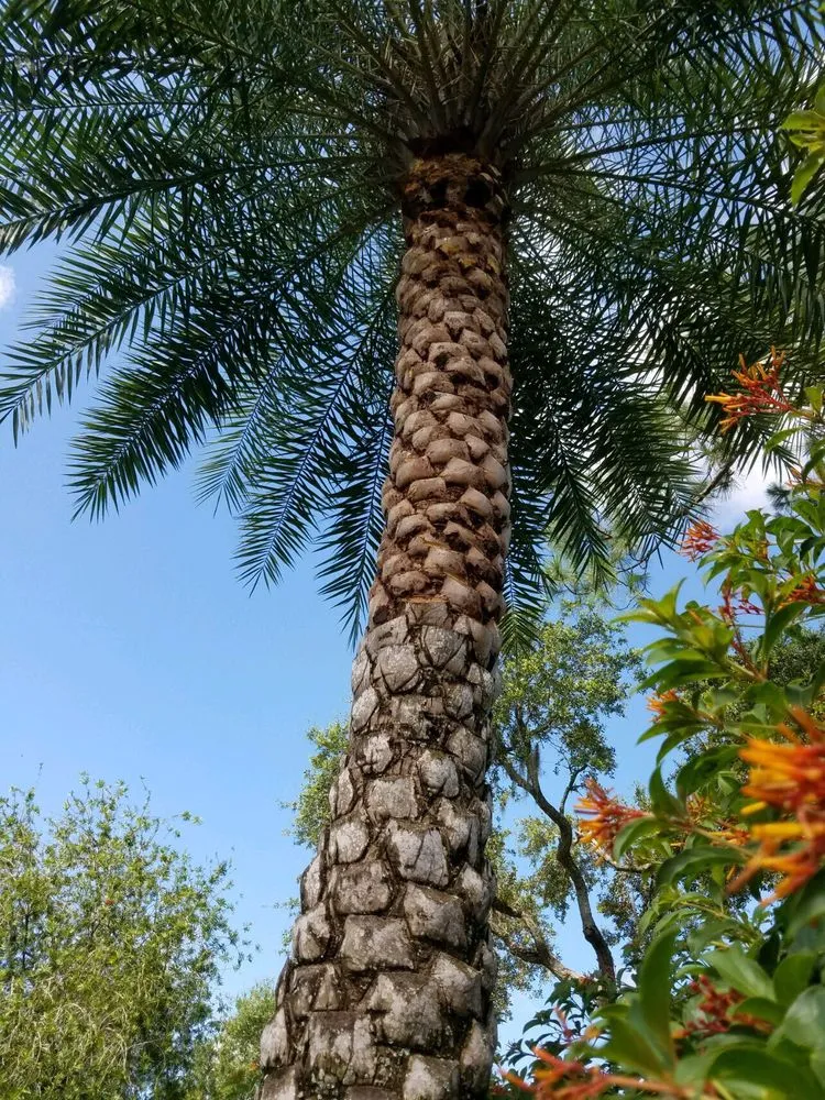 Expert outdoor landscaping experts serving Sarasota, FL - Native Tree Service