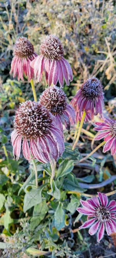 Trusted landscape design for beautiful yards in Bloomington, IN by Native View