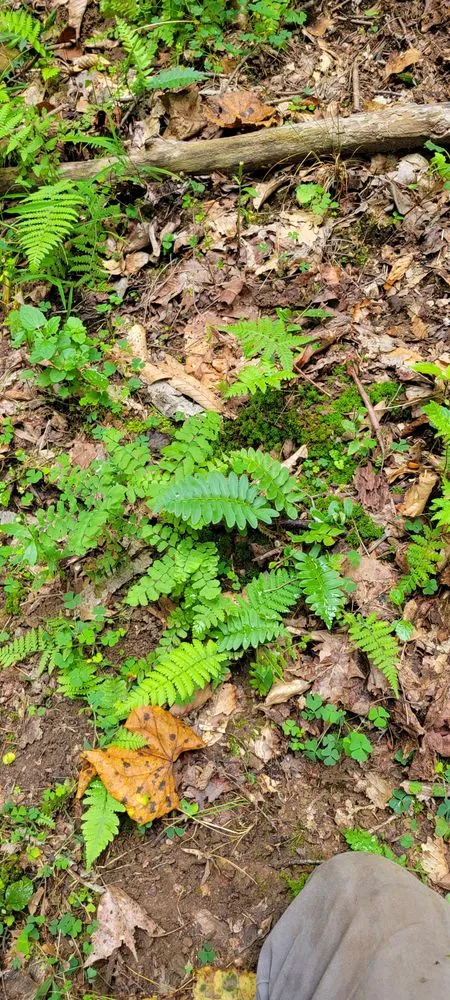 Expert landscape design in Bloomington, IN - Native View