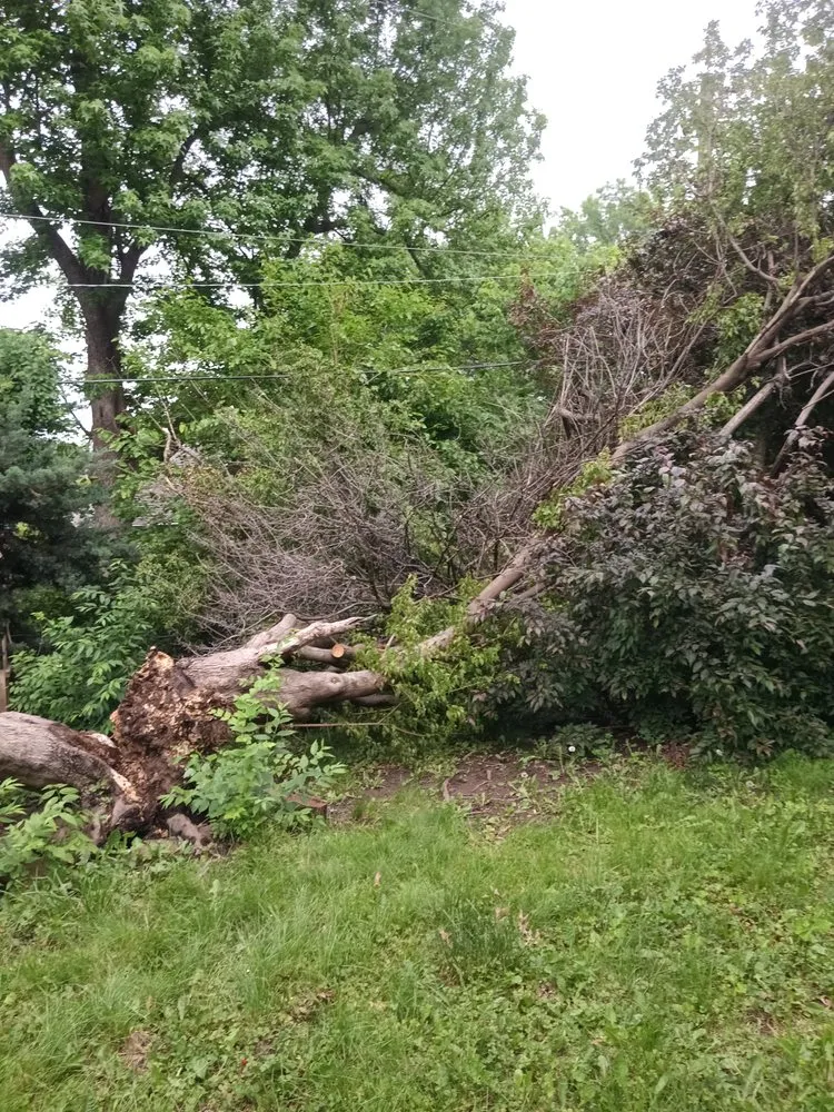 Custom yard maintenance for homes in Flemington, MO by Native Ways