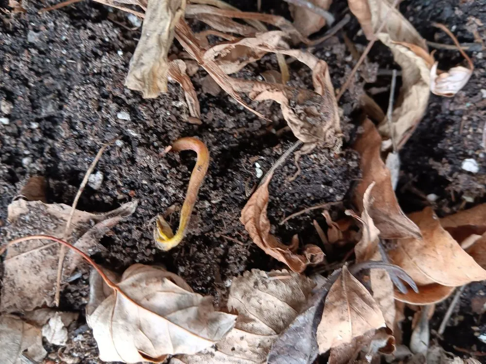 Affordable landscaping services near you across Altamont, TN - Native Wildflowers Nursery