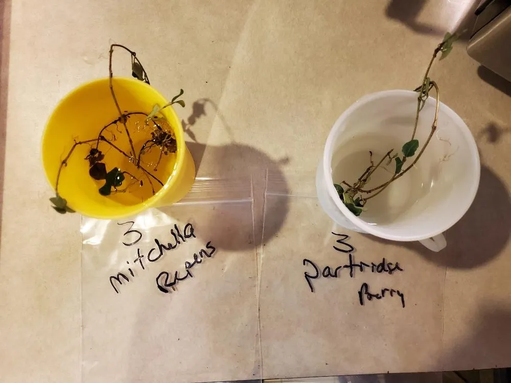 Expert landscape design experts serving Altamont, TN - Native Wildflowers Nursery