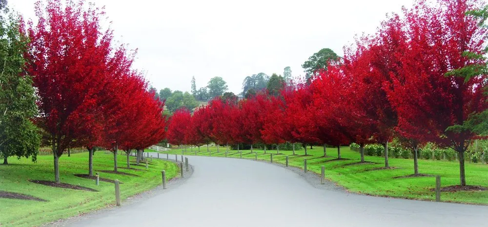 Local garden landscaping experts serving Altamont, TN - Native Wildflowers Nursery