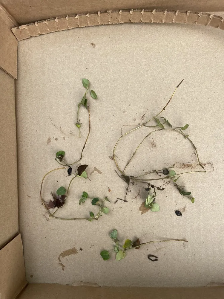 Reliable residential landscaping in Altamont, TN by Native Wildflowers Nursery