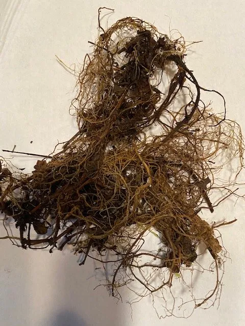 Expert landscape installation near you in Altamont, TN by Native Wildflowers Nursery