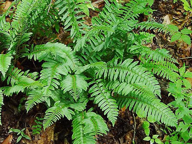 Reliable residential landscaping experts serving Altamont, TN - Native Wildflowers Nursery