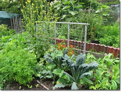 Reliable residential landscaping experts serving Jacksonville, FL - NativeJax