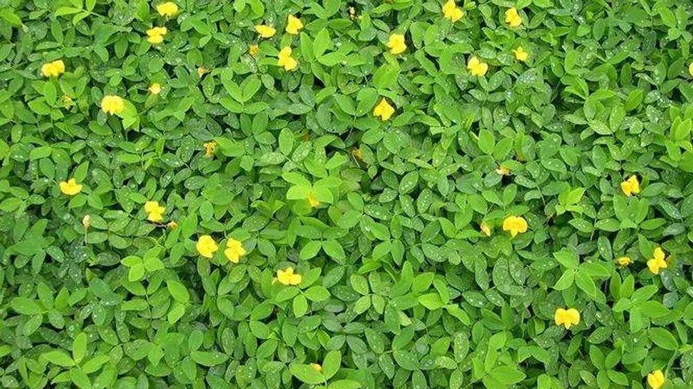 Trusted residential landscaping for beautiful yards in Jacksonville, FL by NativeJax