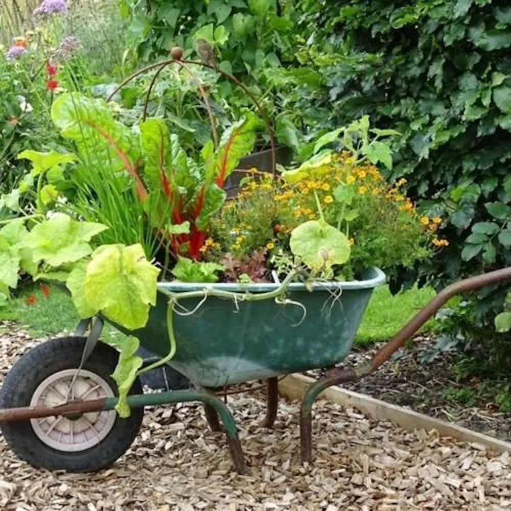 Top-rated landscaping services for year-round maintenance in Jacksonville, FL by NativeJax