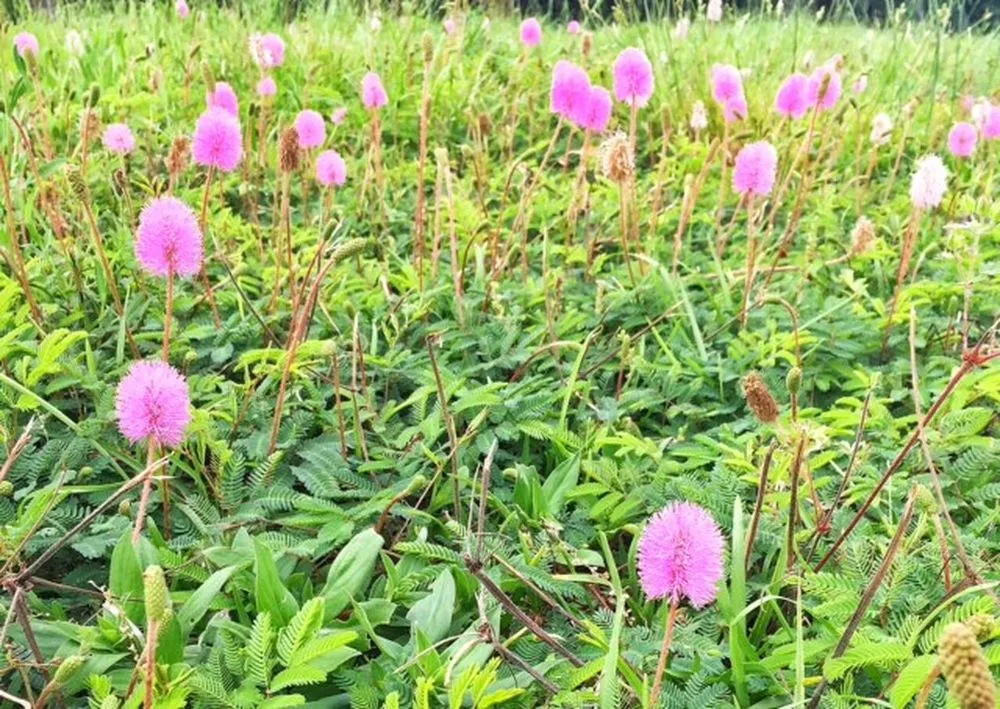 Local lawn mowing service experts serving Jacksonville, FL - NativeJax