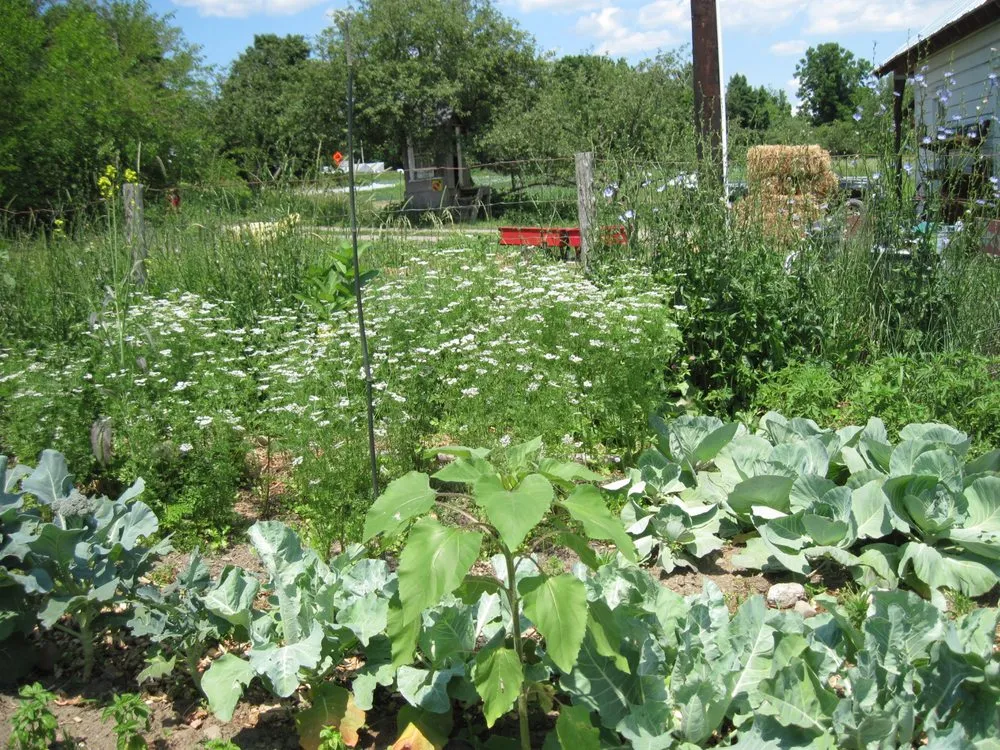 Top-rated outdoor landscaping for homes across Jacksonville, FL - NativeJax