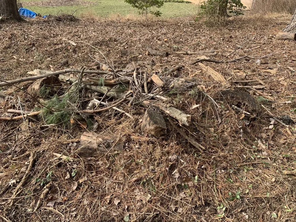 Trusted yard cleanup service for beautiful yards across Harwood, MD - Nativer Tree Expert