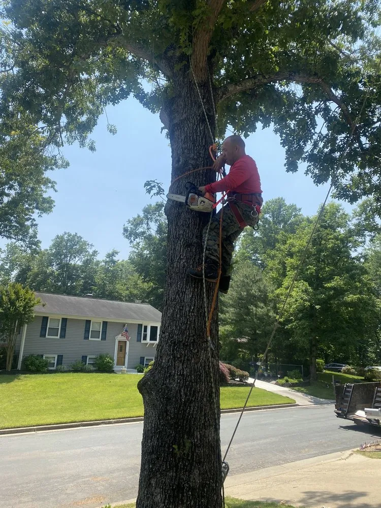 Professional garden landscaping for beautiful yards across Harwood, MD - Nativer Tree Expert