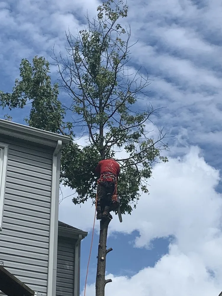 Expert landscape installation experts serving Harwood, MD - Nativer Tree Expert