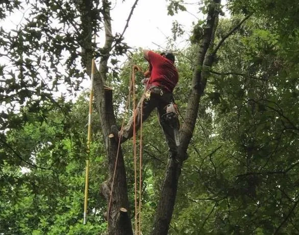 Local landscape design in Harwood, MD - Nativer Tree Expert