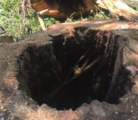 Professional lawn care service in Harwood, MD by Nativer Tree Expert