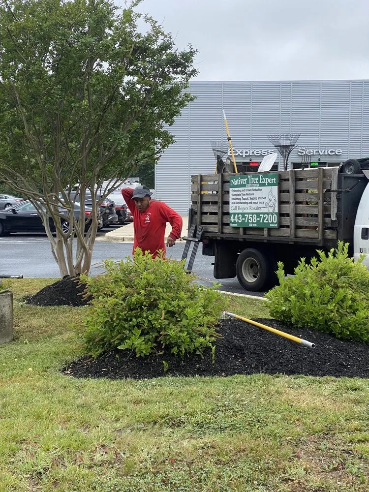 Professional landscape installation in Harwood, MD - Nativer Tree Expert