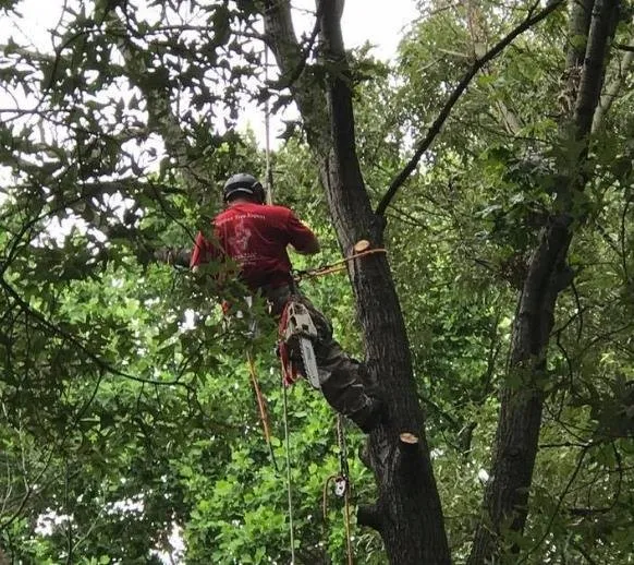 Professional landscaping services in Harwood, MD by Nativer Tree Expert