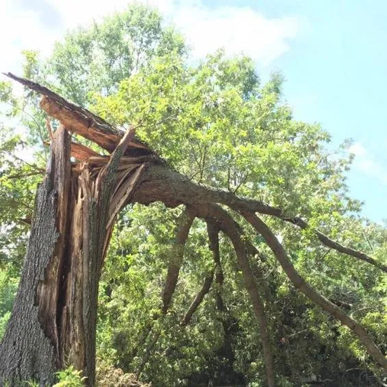 Affordable residential landscaping experts serving Harwood, MD - Nativer Tree Expert