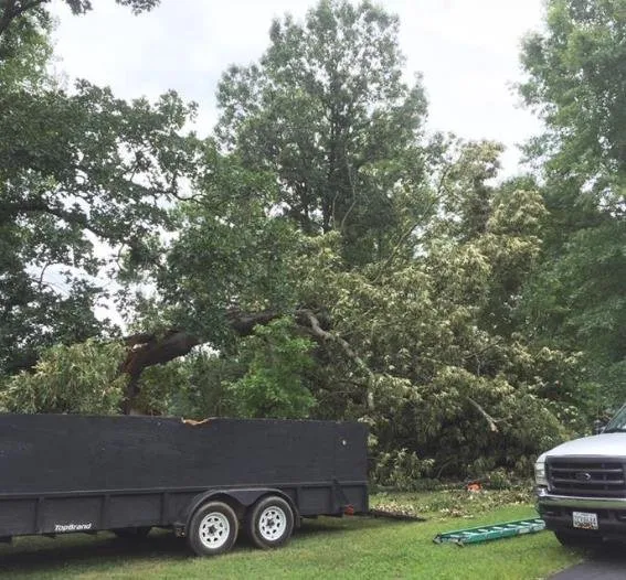 Expert yard maintenance for residential properties in Harwood, MD by Nativer Tree Expert