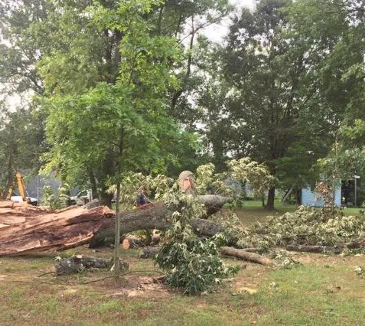 Affordable garden landscaping experts serving Harwood, MD - Nativer Tree Expert