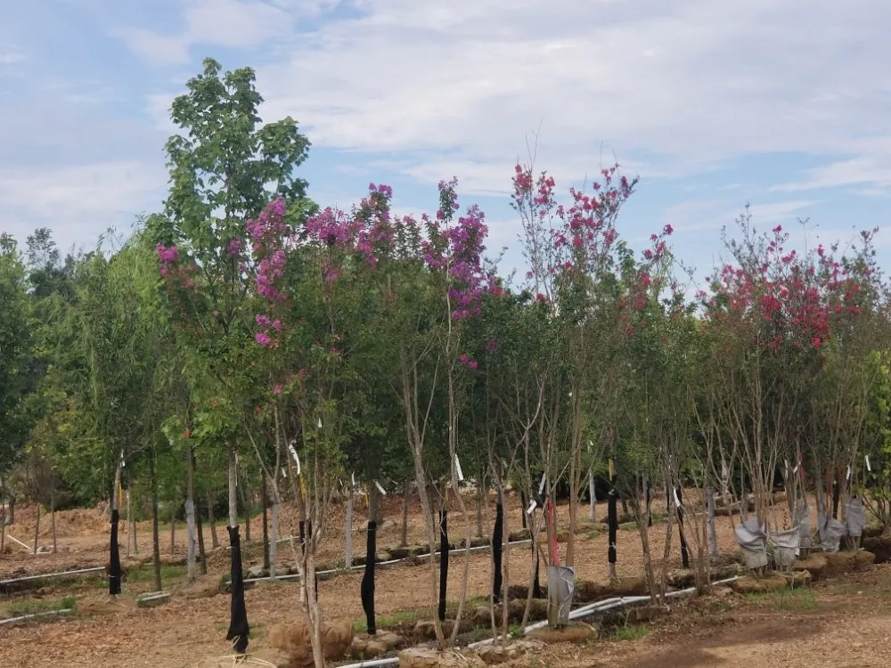 Local yard maintenance near you across Knoxville, TN - NATIVFX