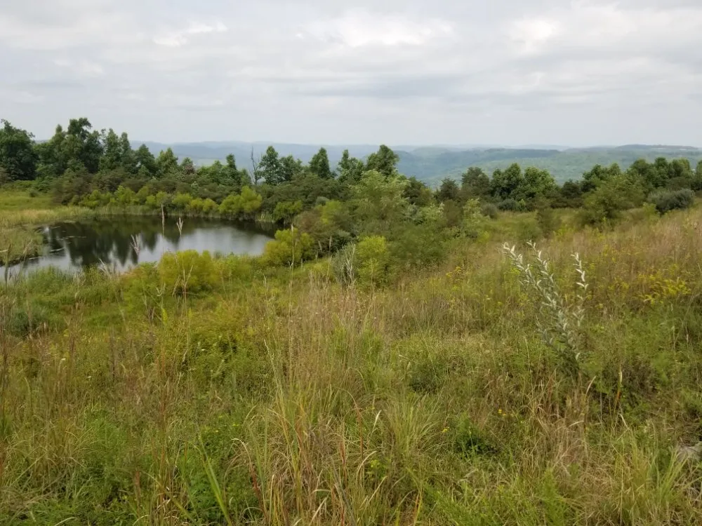 Top-rated outdoor landscaping with custom design across Knoxville, TN - NATIVFX