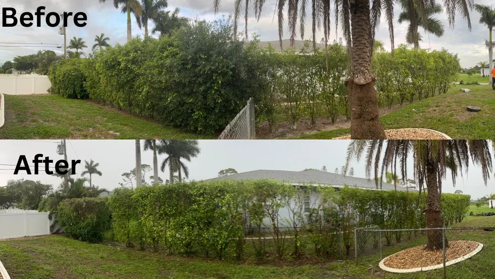 Trusted yard maintenance for year-round maintenance in Lehigh Acres, FL by Nato Precision Cutz