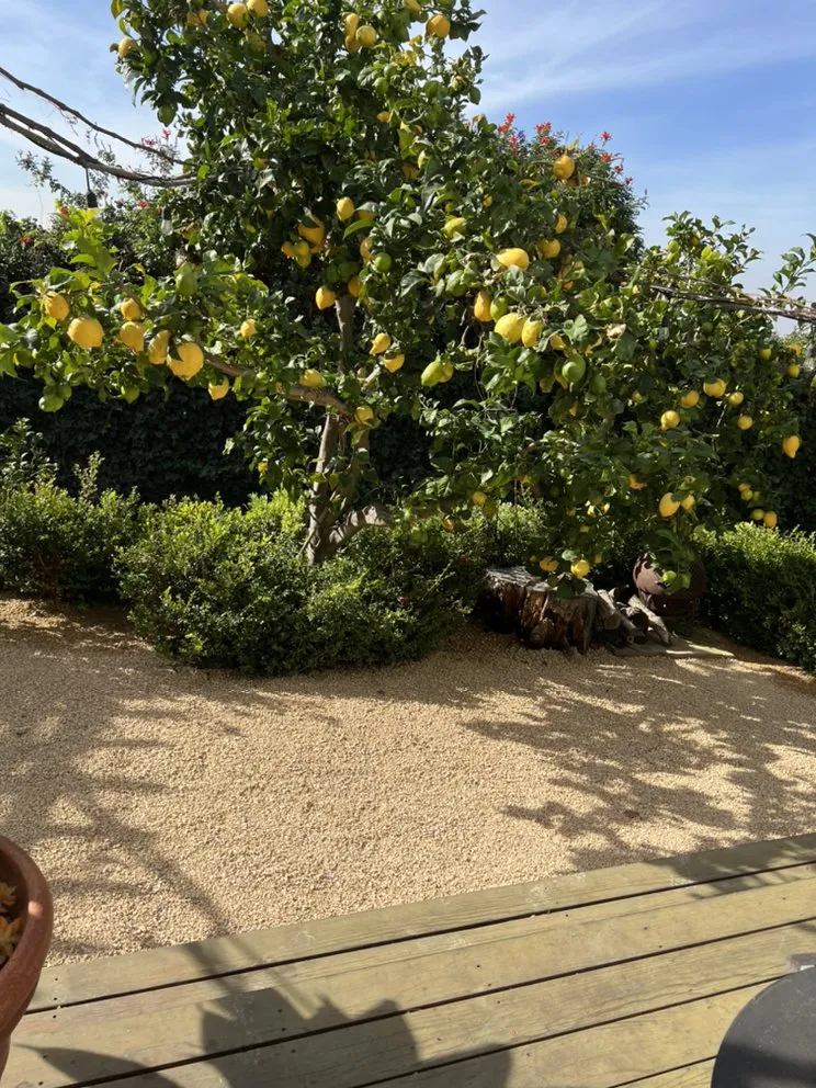 Affordable landscape installation in Laguna Niguel, CA - Natree Landscape