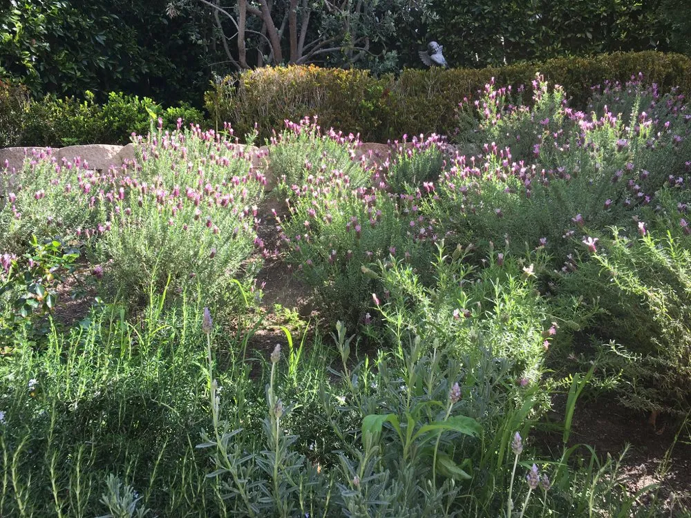 Professional residential landscaping for homes across Laguna Niguel, CA - Natree Landscape