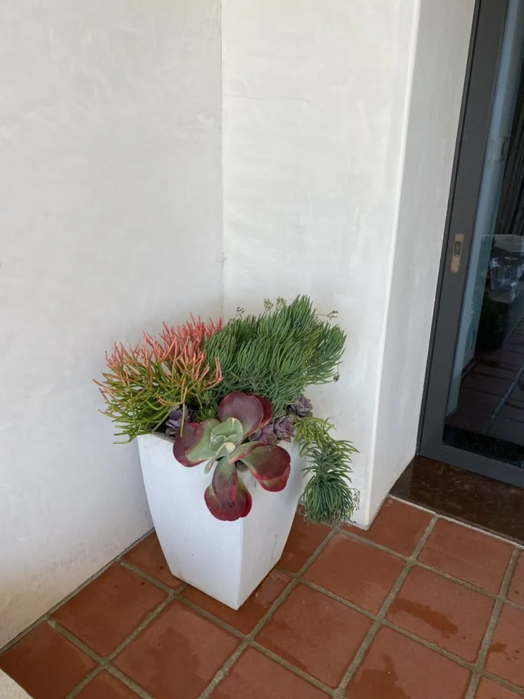 Local lawn mowing service experts serving Laguna Niguel, CA - Natree Landscape