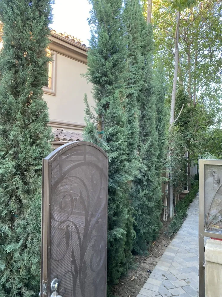 Professional landscape installation in Laguna Niguel, CA - Natree Landscape