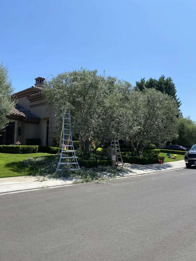 Top-rated residential landscaping experts serving Laguna Niguel, CA - Natree Landscape