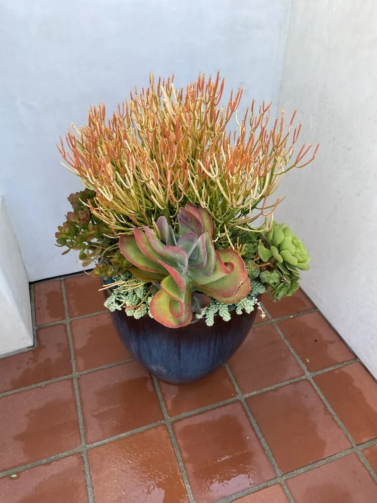 Top-rated yard cleanup service experts serving Laguna Niguel, CA - Natree Landscape