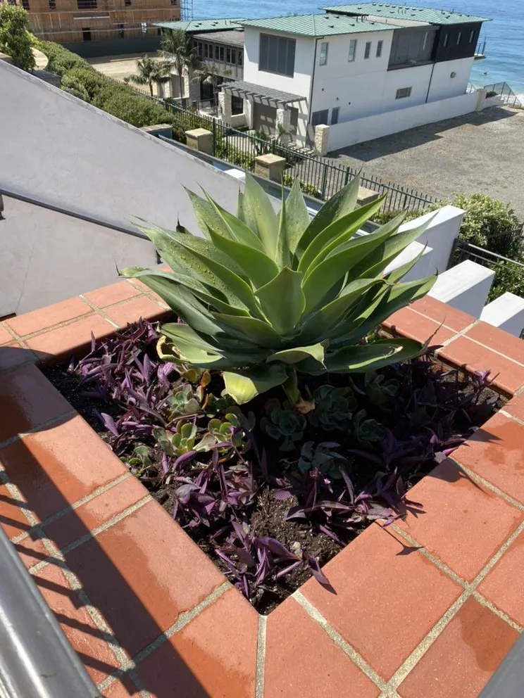 Reliable garden landscaping for beautiful yards across Laguna Niguel, CA - Natree Landscape